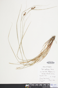 Carex caroliniana image