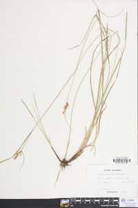 Carex caroliniana image