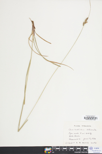 Carex caroliniana image