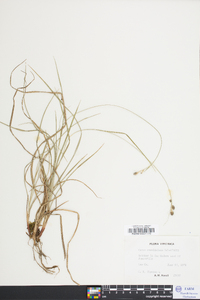 Carex caroliniana image