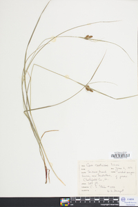 Carex caroliniana image