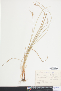 Carex caroliniana image