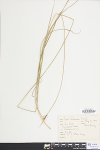 Carex caroliniana image