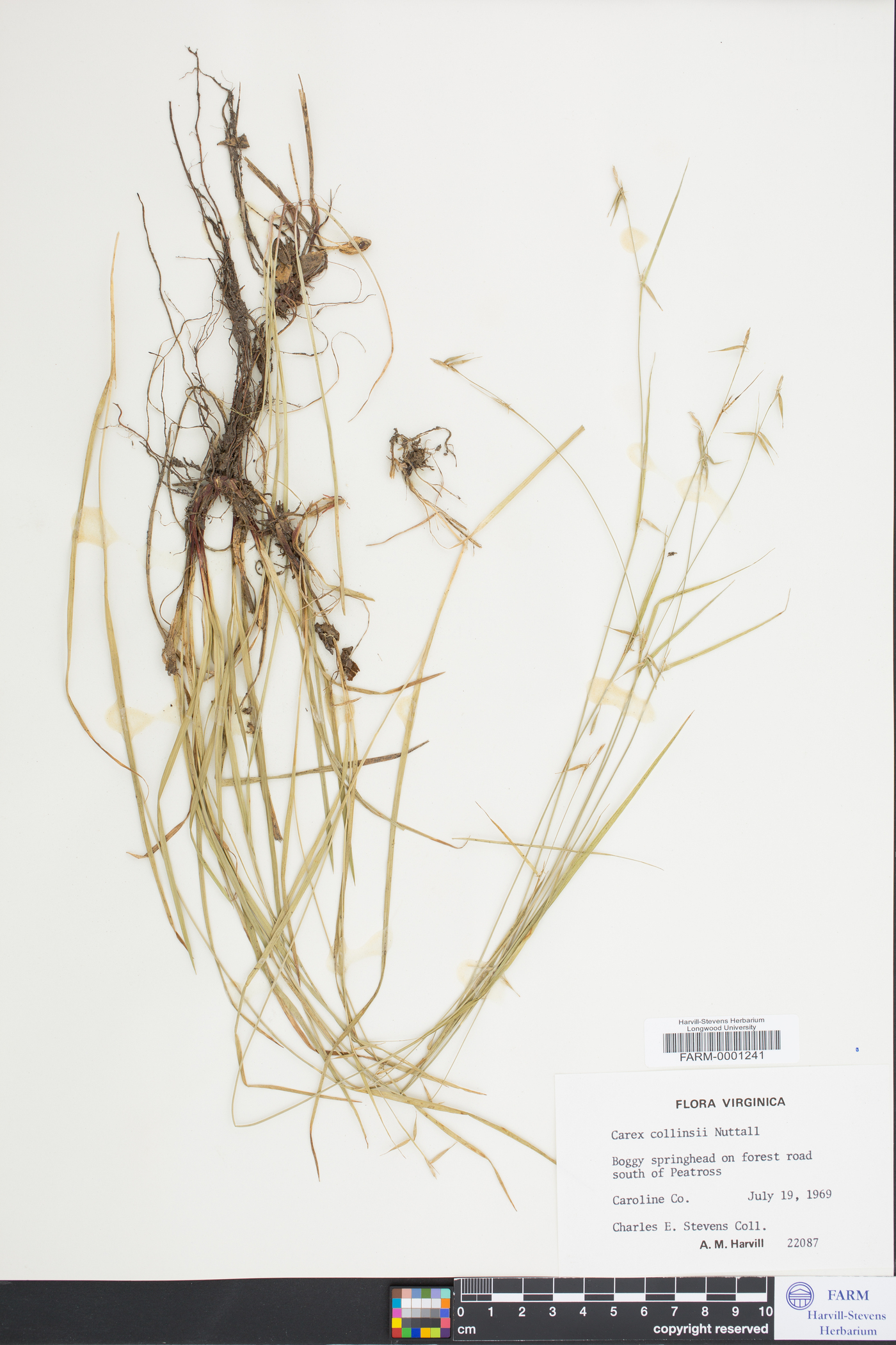 Carex collinsii image