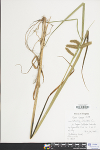 Carex comosa image