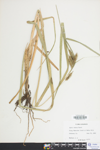 Carex comosa image