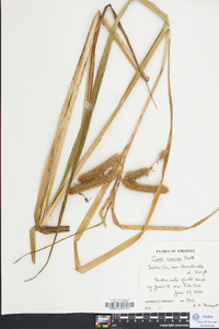 Carex comosa image