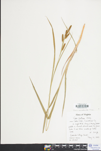 Carex complanata image