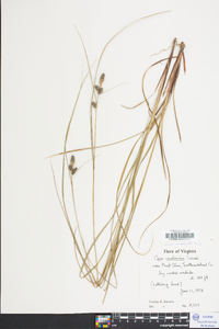 Carex complanata image