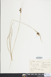 Carex complanata image