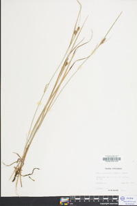 Carex complanata image