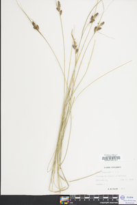 Carex complanata image