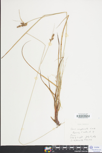 Carex complanata image