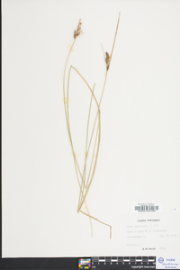 Carex complanata image