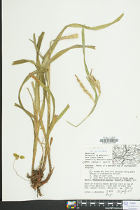 Carex gynandra image