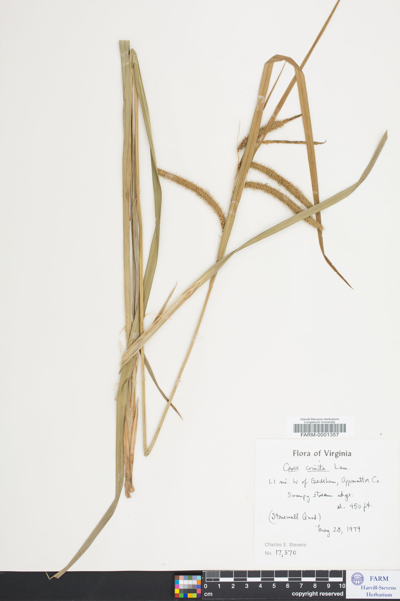Carex crinita var. crinita image