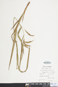Carex crinita var. crinita image