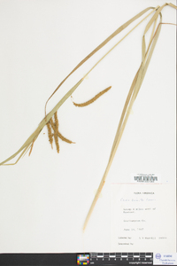 Carex crinita var. crinita image