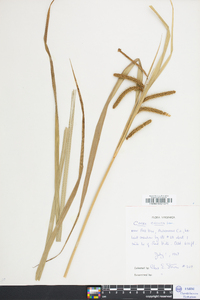Carex crinita var. crinita image