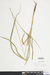 Carex crinita var. crinita image