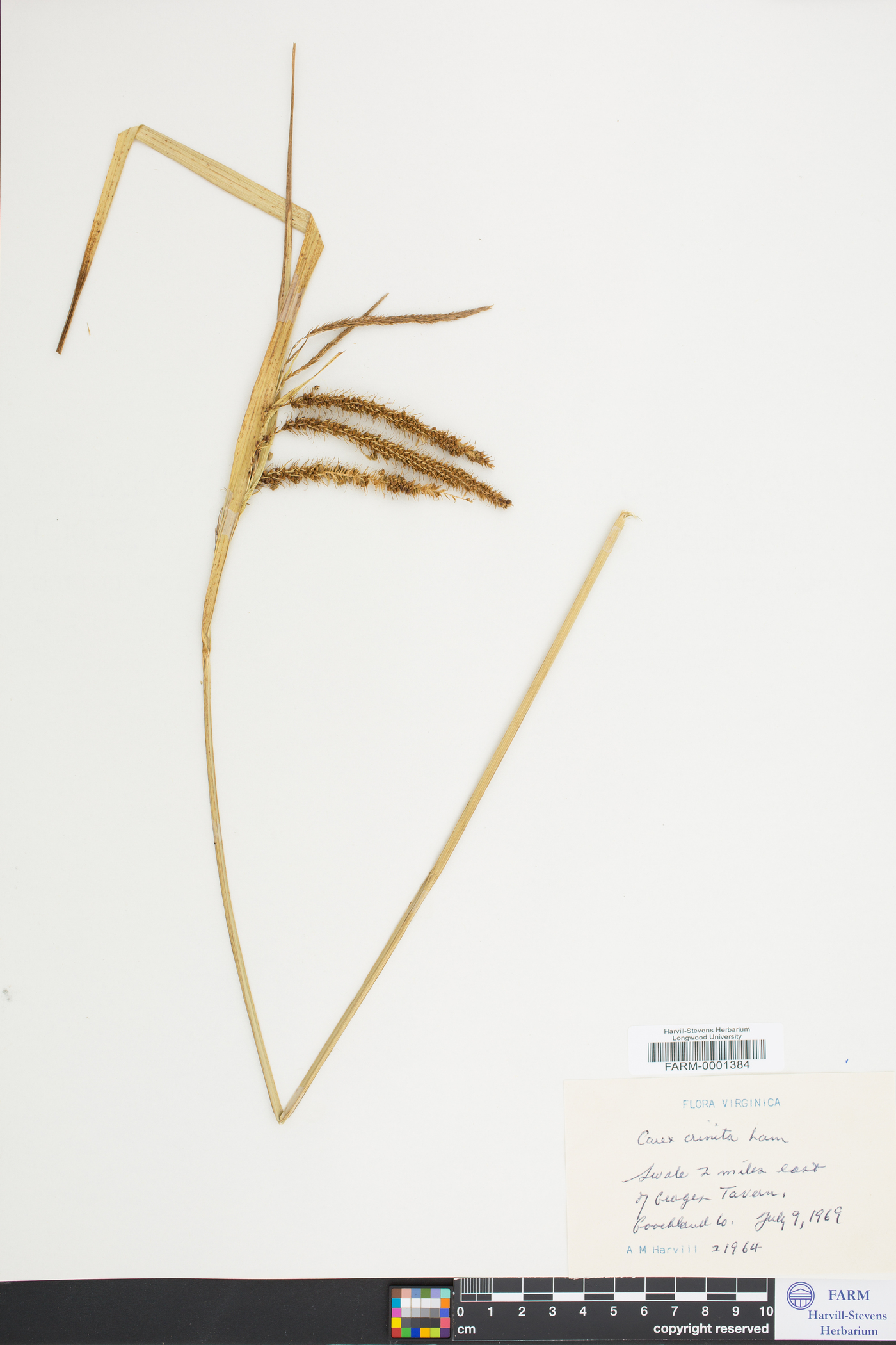Carex crinita var. crinita image