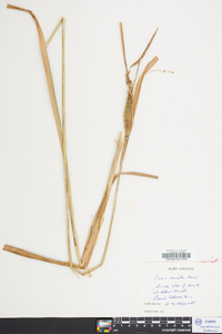 Carex crinita var. crinita image