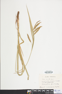Carex crinita var. crinita image
