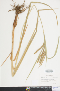 Carex crinita var. crinita image