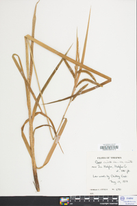Carex crinita var. crinita image
