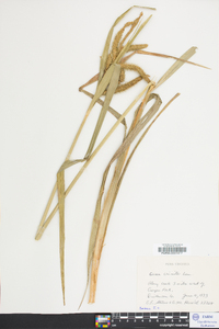 Carex crinita var. crinita image