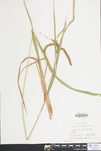 Carex crinita var. crinita image