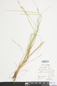 Carex conoidea image