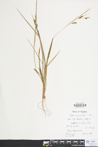 Carex conoidea image