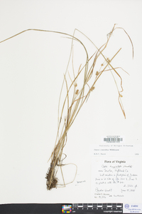 Carex conoidea image