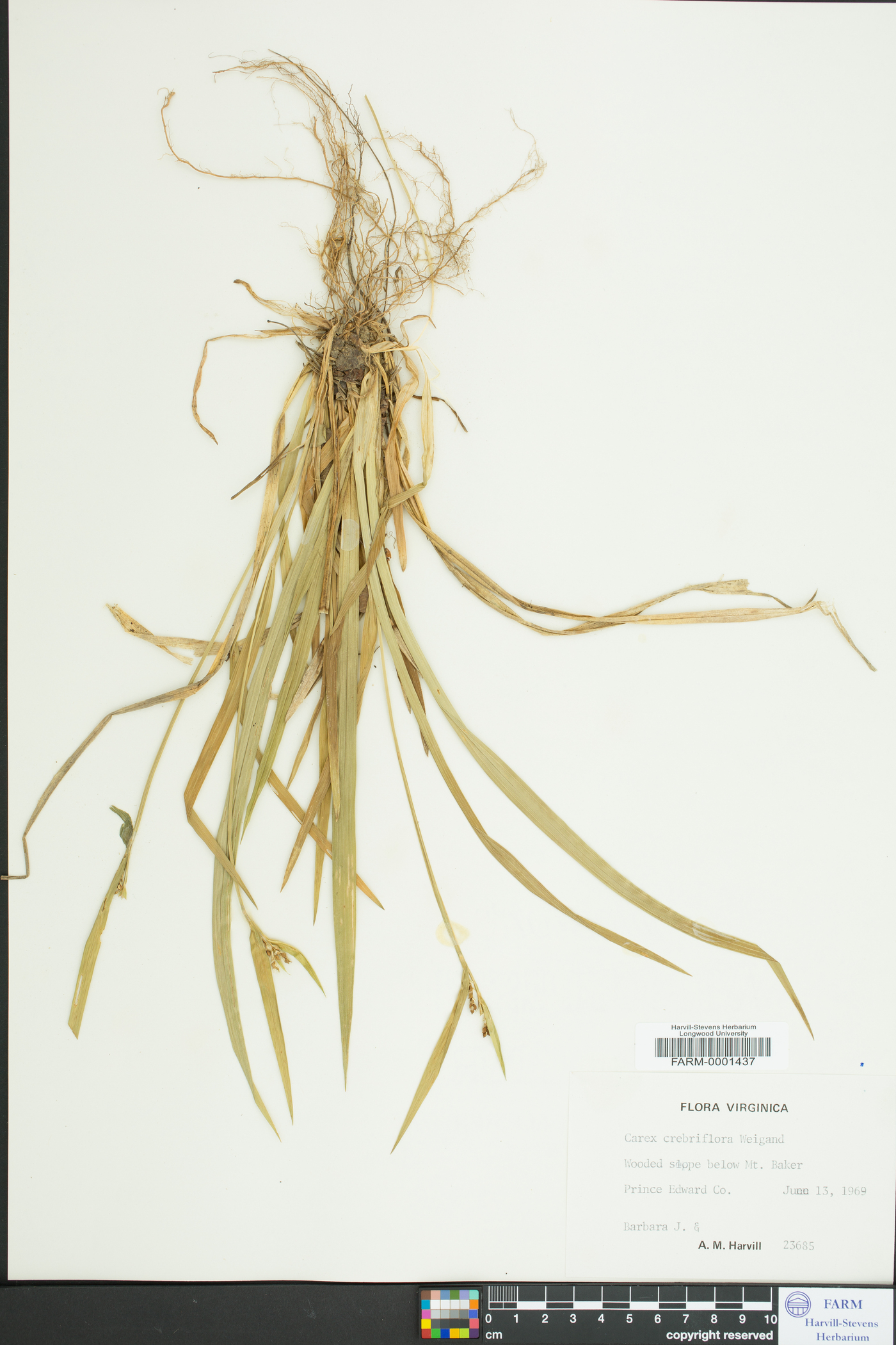 Carex crebriflora image