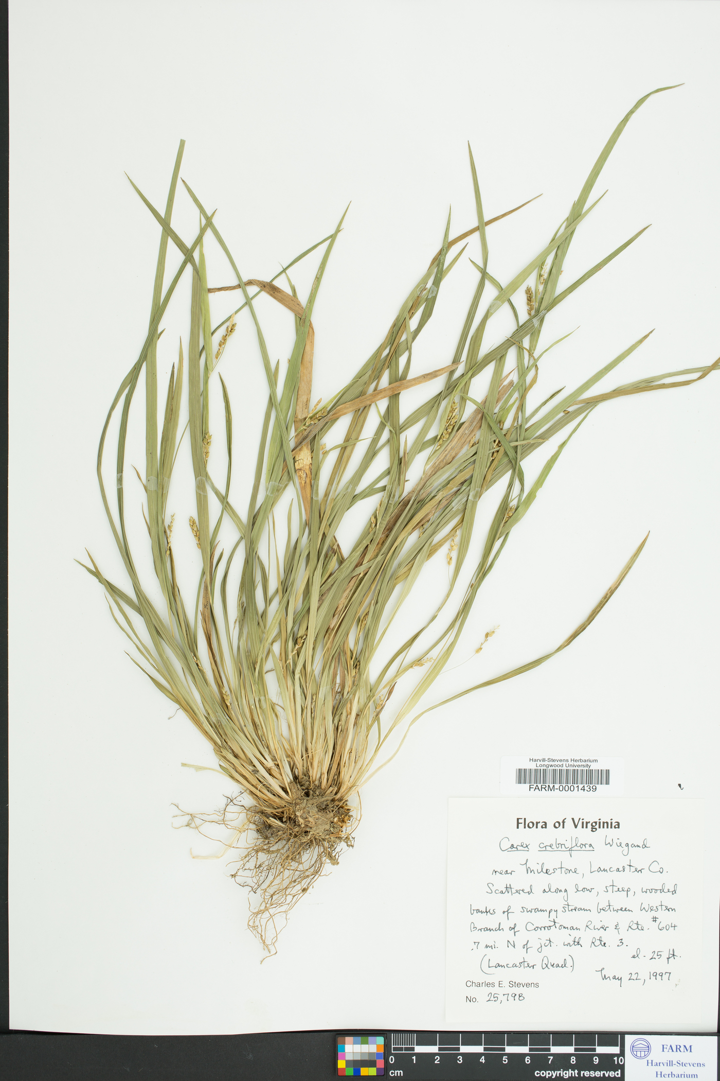 Carex crebriflora image