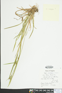 Carex crebriflora image