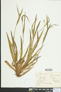 Carex crebriflora image