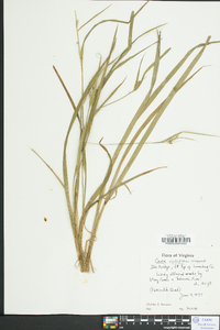 Carex crebriflora image