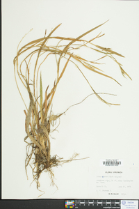 Carex crebriflora image