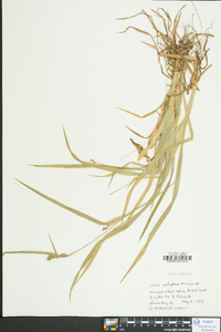 Carex crebriflora image