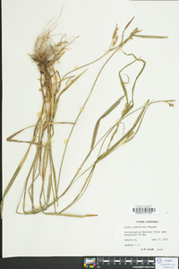 Carex crebriflora image