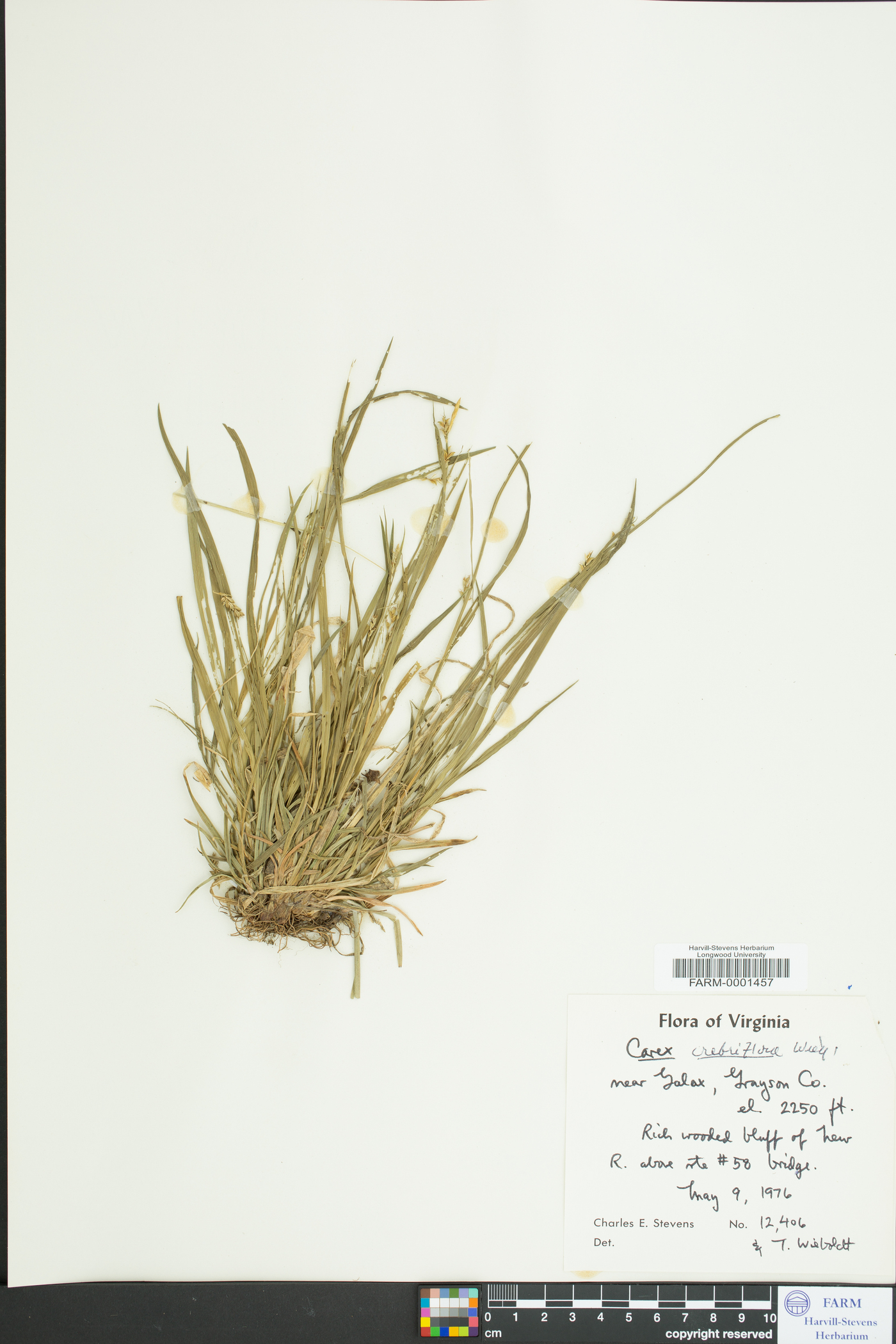 Carex crebriflora image