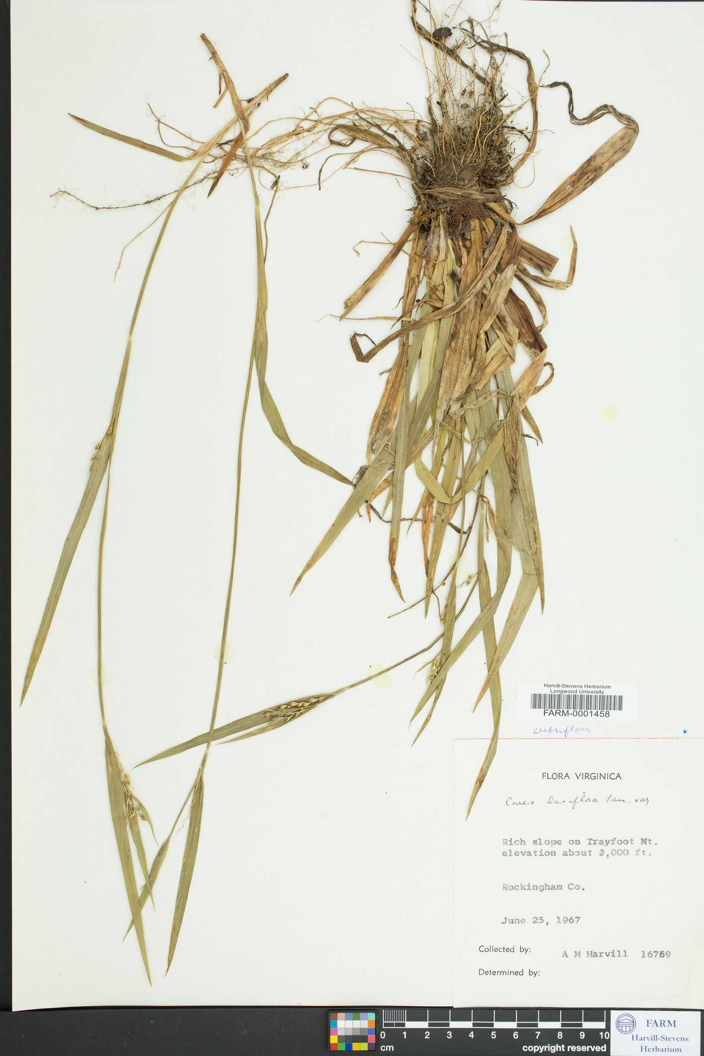 Carex crebriflora image