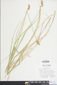 Carex cristatella image