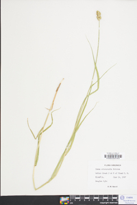 Carex cristatella image