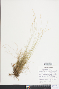 Carex eburnea image