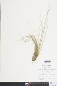 Carex eburnea image