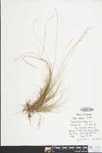 Carex eburnea image