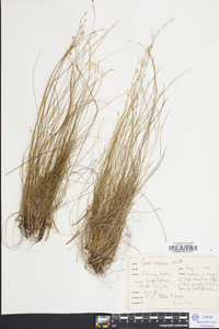 Carex eburnea image